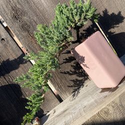 Bonsai Japanese Garden Juniper $50 Each