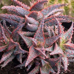 aloe 