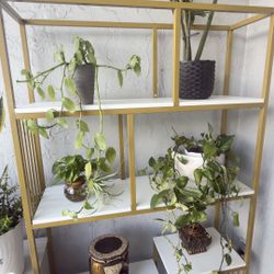 Bookshelf White And Gold