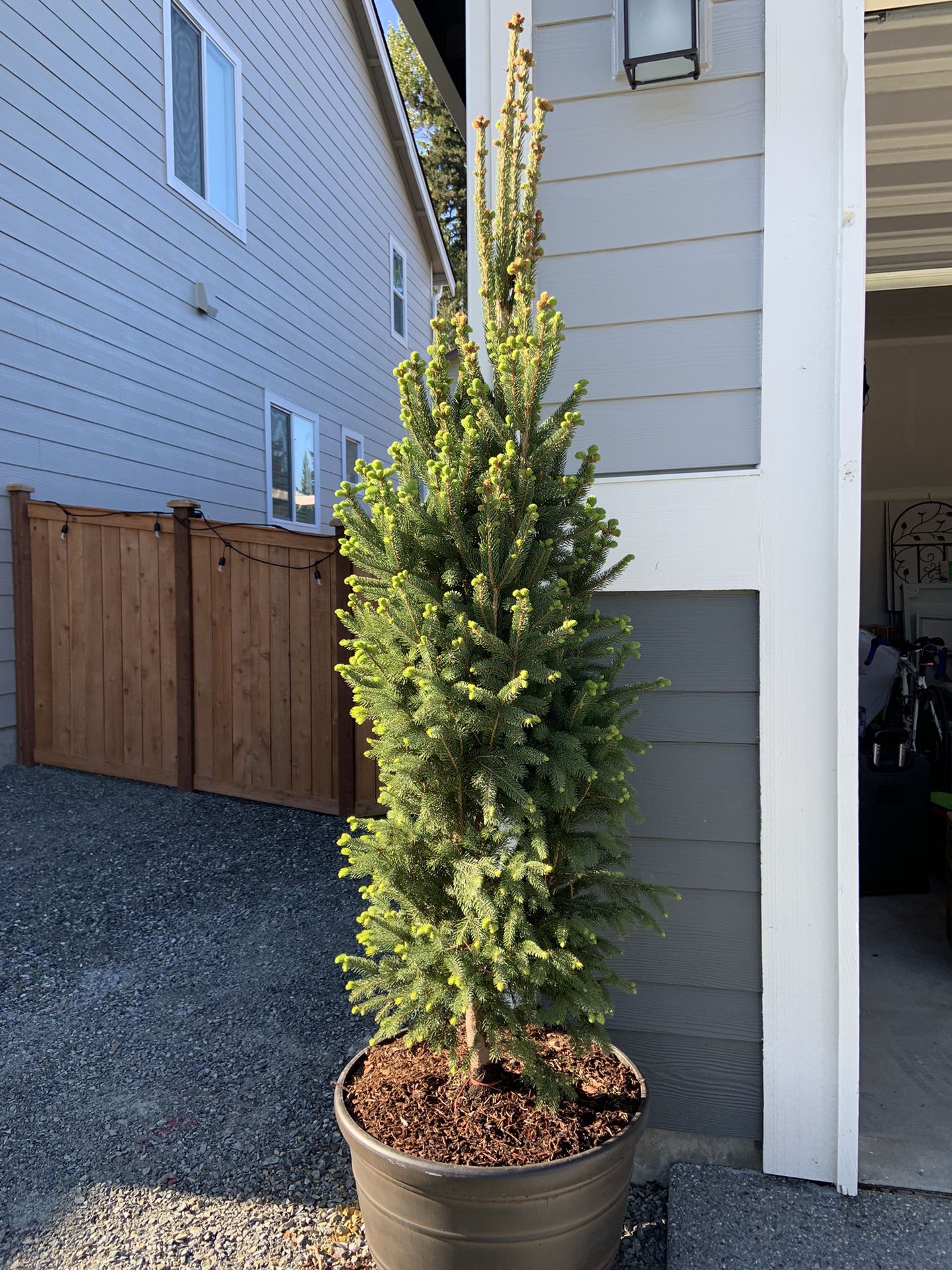 Pine Tree For Sale