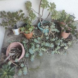 Potted Plants For Sale