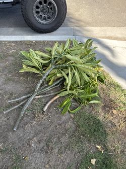 Free Plumeria White Yellow