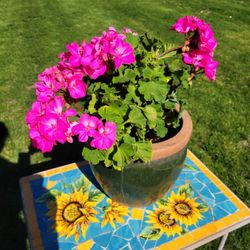 Green Pot With Geranium