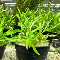 Potted Cryptocoryne Lucens (Crypt Lucens) Aquascaping Planted Aquarium Plant - Low Tech Aquatic Plant For Fish Tanks 