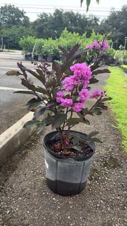 🌸 Crepe Myrtle – 3 Gallon | $30