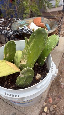 Cactus w pink flowers