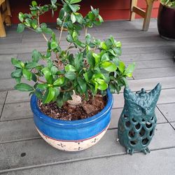  BEUTIFULL TREE BONSAI🌳😍🏡