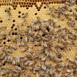 Miel De Abeja Natural 100 X 100