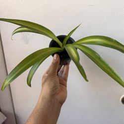 Spider Plant 