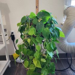 House Plant