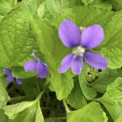 Outdoor Flowers - VIOLETS