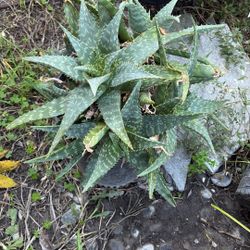  a Soap Aloe plant, scientifically known as Aloe maculata
