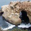 Arica