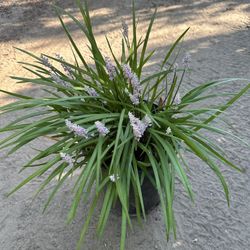 Beautiful Plants