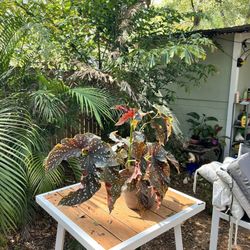 Large Angel Wing Begonia - Stunning Polka Dot Leaves
