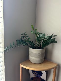 ZZ Plant