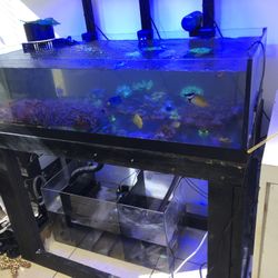 reef aquarium frag tank