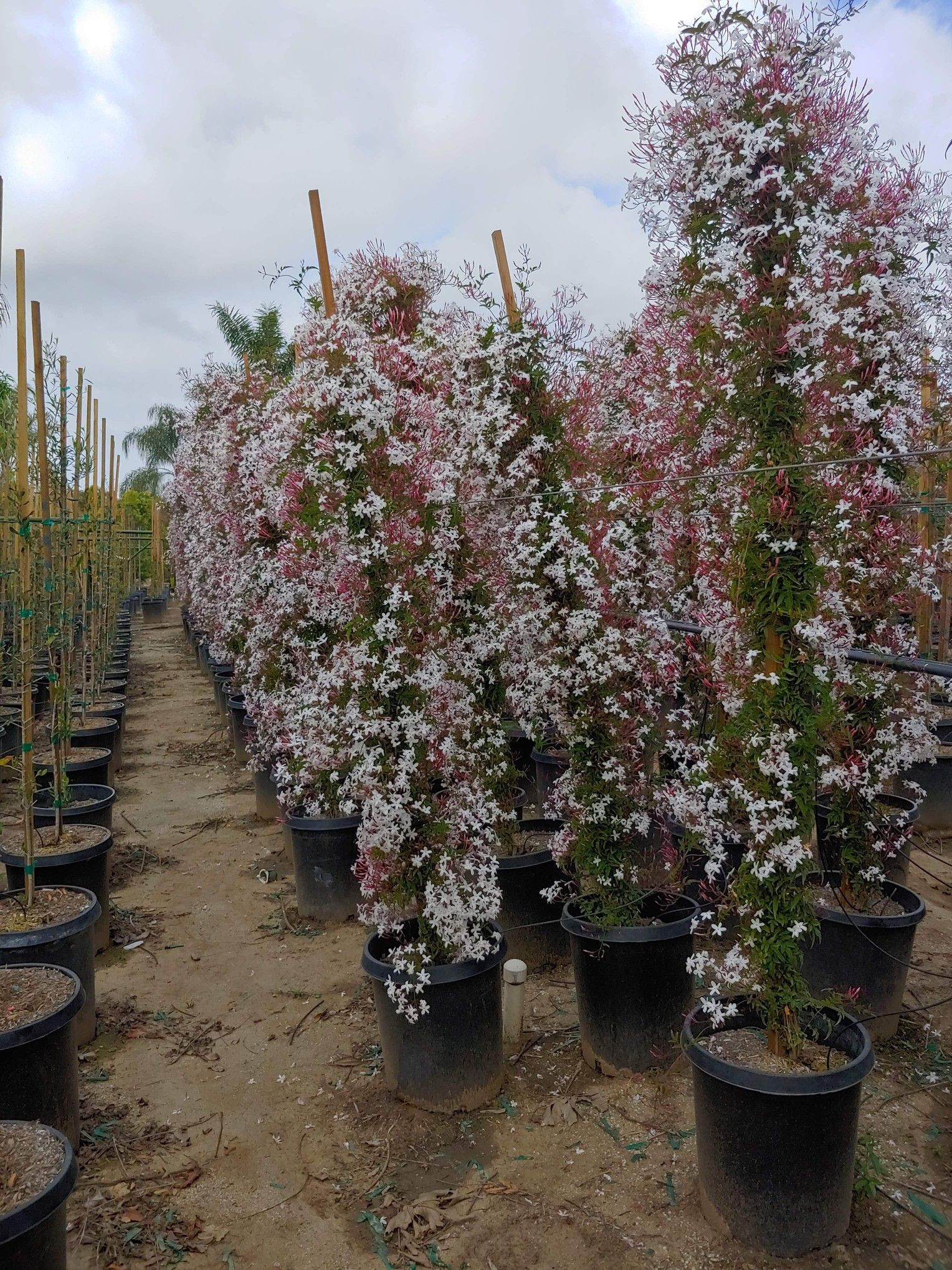 Pink Star Jasmine 15 gallon