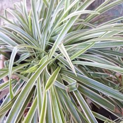 Spider Plants Cuttings Great Gift For Plant Lovers Bare Root,  You'll Get 10 