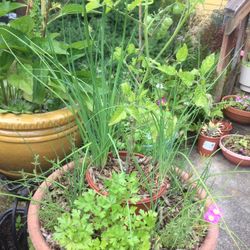 Herb Garden And Cherry Tomato On The Center