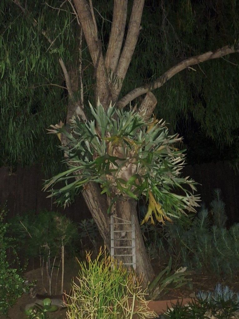 Station Fern