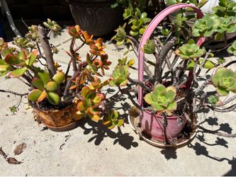 FREE SUCCULENTS. P/U IN MIRA MESA
