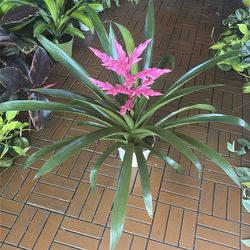 Claire Guzmania Bromeliad tropical plant 6”