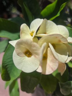 Corona De Cristo Plant