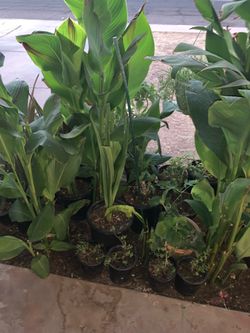 Canna Lilies Elephant Food Plants Forrest