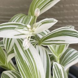 Pistachio Tradescantia Variegata Pallida Beautiful House Plant In Ceramic Pot 6"H.