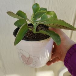 KALANCHOE, MADRE DE MILES / $5 / CALLES PRINCIPALES NELLIS BLVD Y CHEYENNE AVE 