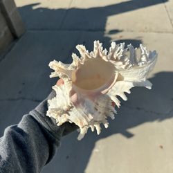Large Conch Shell