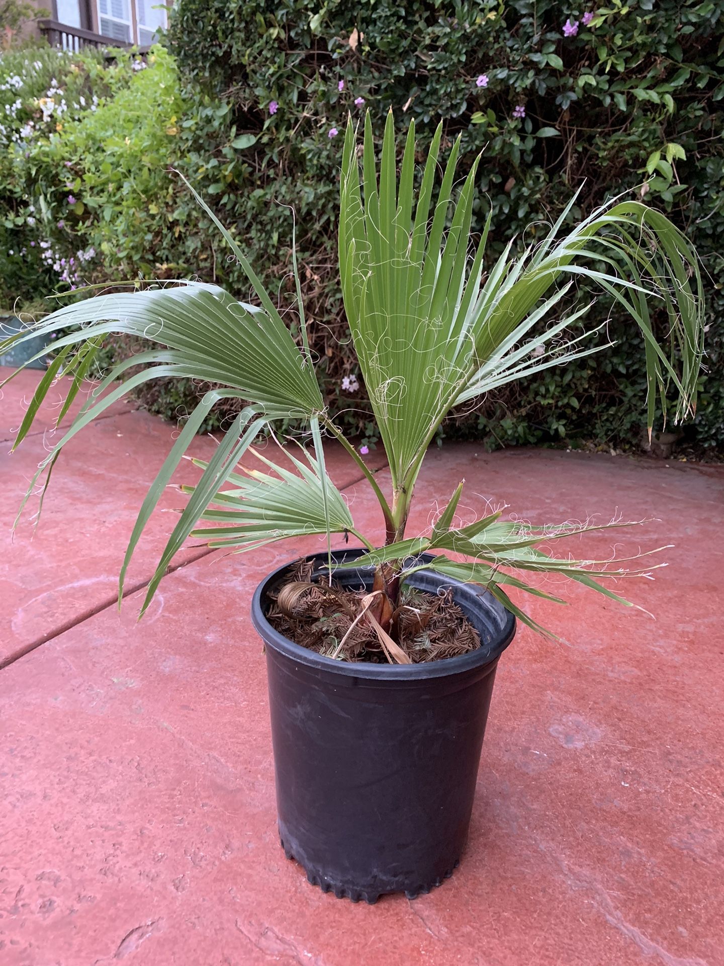 24” tall Mexican Palm Tree
