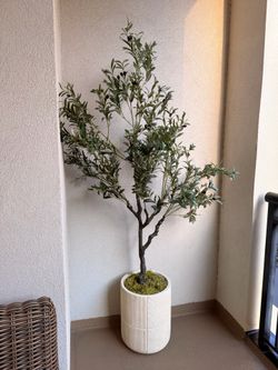 tall olive tree