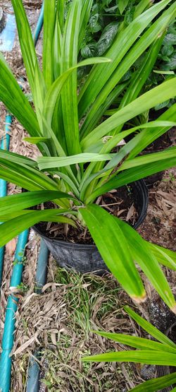 Pandan plant $20 cash only