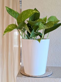 Healthy Beautiful Indoor Plant ( pothos)