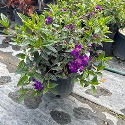 Tibouchina - 3 Gallons