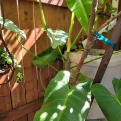 Large Philodendron Sagittifolium! 