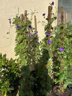Morning glory 17$ each