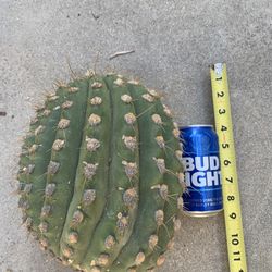 Trichocereus Terschekii 