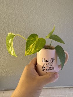 Golden Pothos in Decorative Mug Planter 🌱