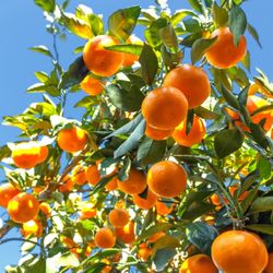 Satsuma Owari Mandarin Tree