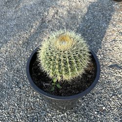 Golden Barrel Cactus