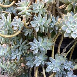 Plantas De Venta