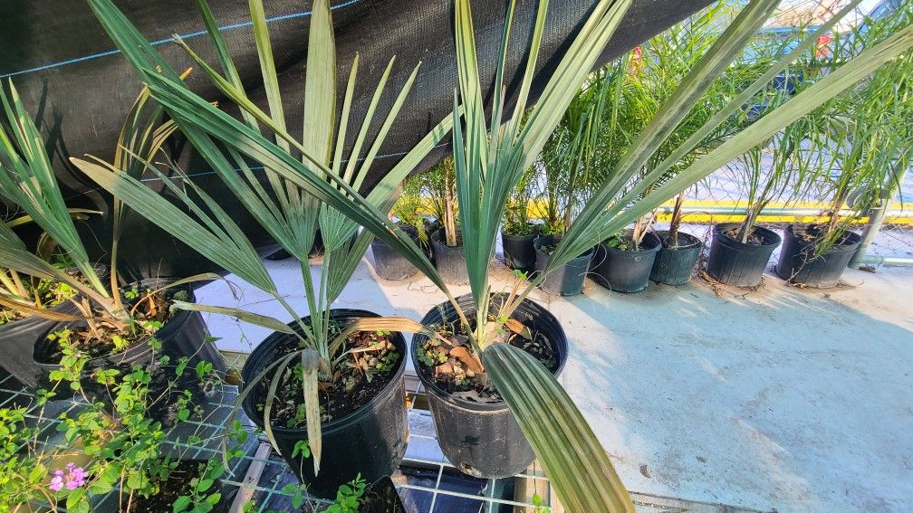 Bismarck Palm 3gallon