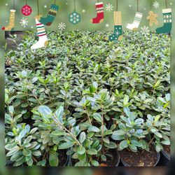 Green Island Ficus Privacy Hedge Plants 🌿 3gl $6