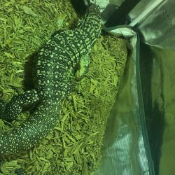 Argentine Tegu Monitor 