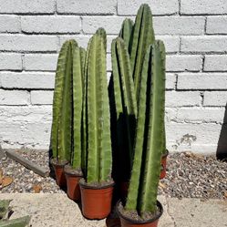 Peruvian Apple Cactus Cuttings — Beautiful, Fast-Growing, and Low Maintenance! (24-30”)