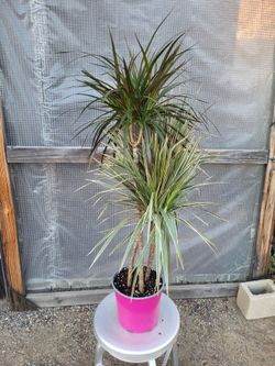 Dracaena Dragon Plant 3' to 3.5' Tall 10" Nursery Pot
