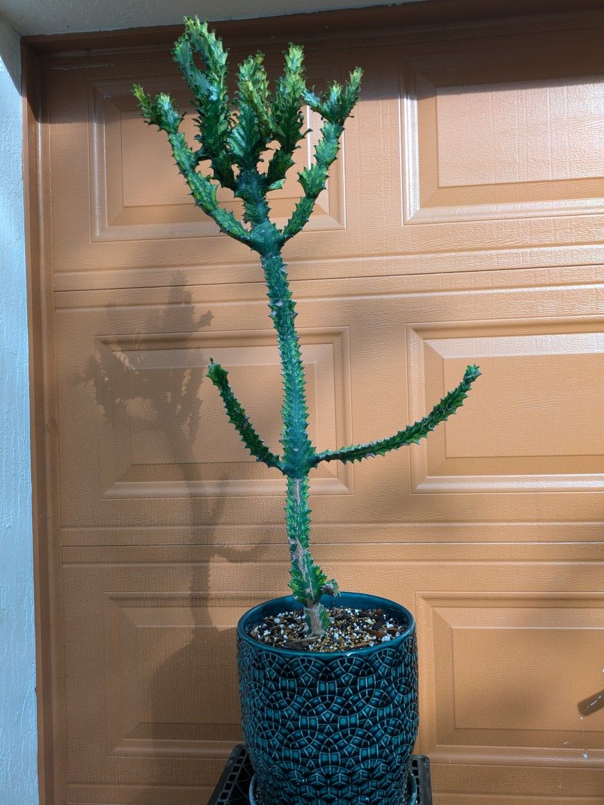 Euphorbia lactea variegata